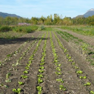 Légumes