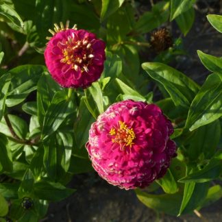 Fleurs Zinnias