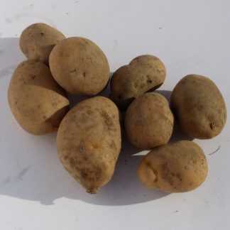 pomme de terre