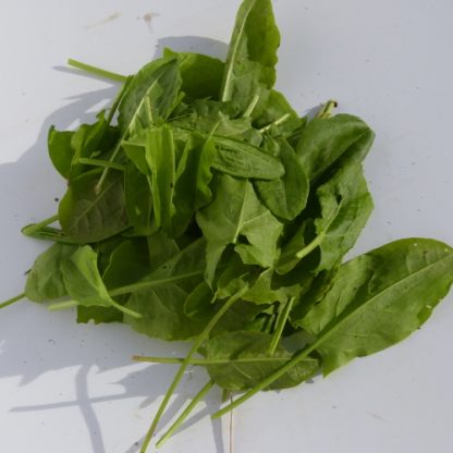 roquette